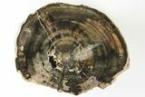 Wide Triassic Woodworthia Petrified Log - Zimbabwe #198996-1